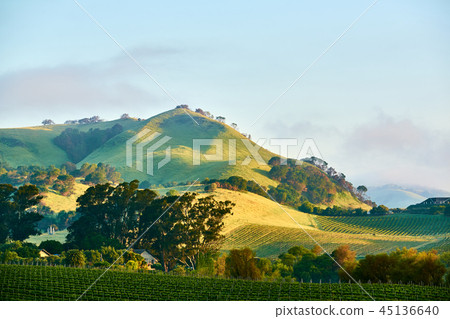 Vineyards in California, USA Vineyards in California, USA 45136640