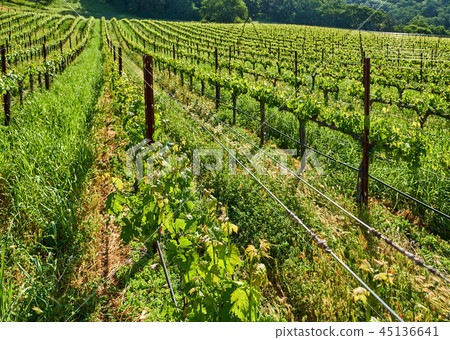 Vineyards in California, USA Vineyards in California, USA 45136641
