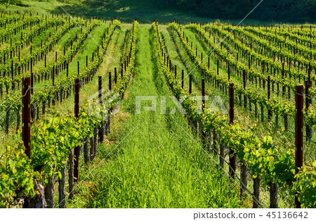 Vineyards in California, USA Vineyards in California, USA 45136642