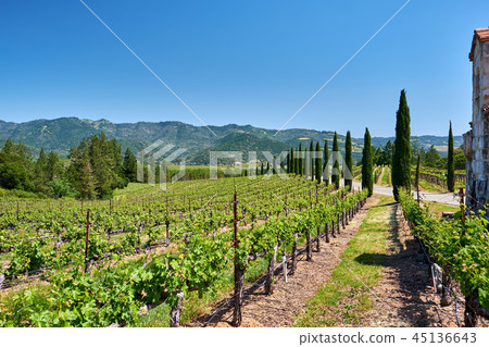 Vineyards in California, USA Vineyards in California, USA 45136643