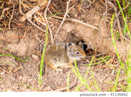 Uinta ground squirrel Uinta ground squirrel 45136662