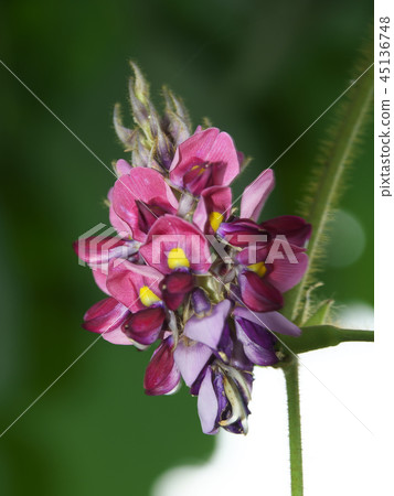 猩紅色的花朵 猩紅色的花朵 45136748