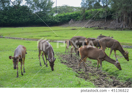 Sambar 45136822