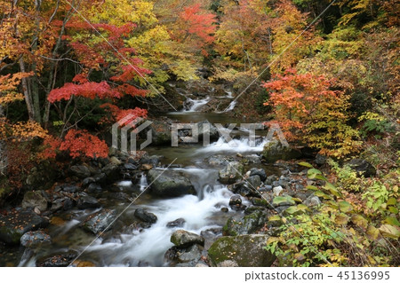 Teruha Gorge Autumn leaves Teruha Gorge Autumn leaves 45136995