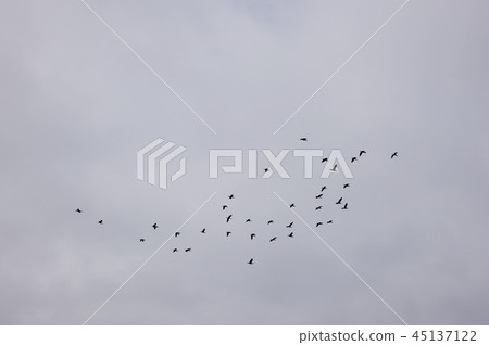 Flock of birds flock Flock of birds flock 45137122