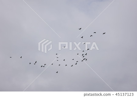 Flock of birds flock Flock of birds flock 45137123