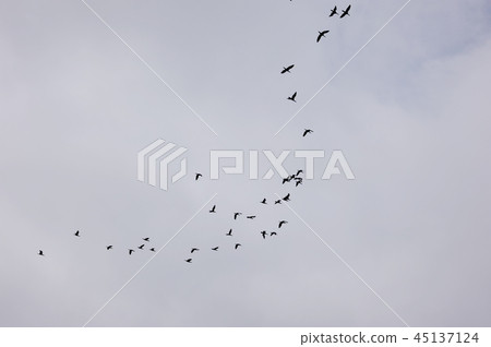 一群鳥群 45137124