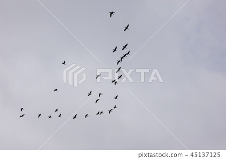 一群鳥群 一群鳥群 45137125