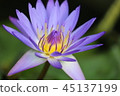 Flower up 1 45137199