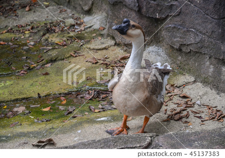 Flying squirrel 45137383