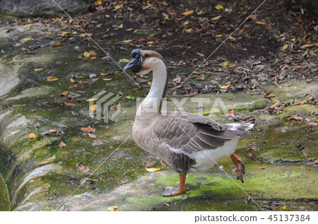 Flying squirrel 45137384