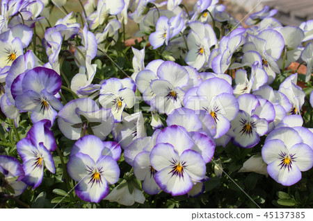 White and purple pansy flowers 45137385