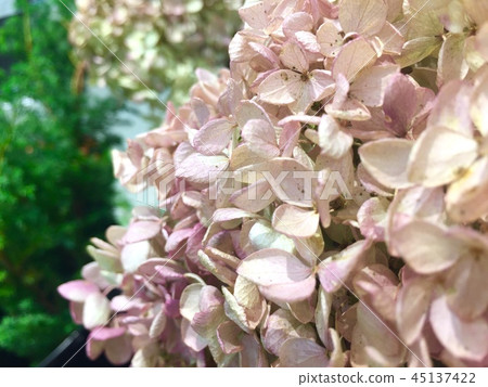 Light pink minnow (pyramid hydrangea) Light pink minnow (pyramid hydrangea) 45137422