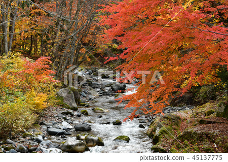 Autumn leaves of Terracotta Autumn leaves of Terracotta 45137775