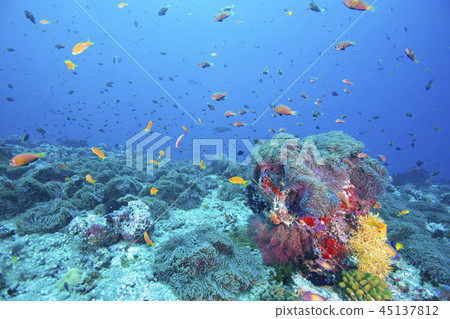 Maldives colorful sea 45137812