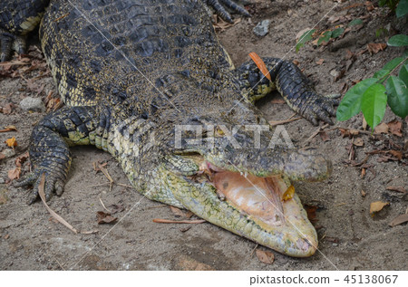 鱷魚 45138067