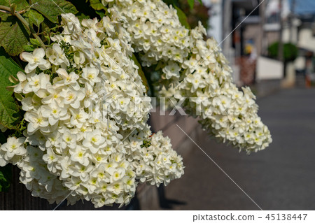 Big hydrangea Big hydrangea 45138447