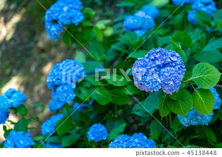hydrangea hydrangea 45138448
