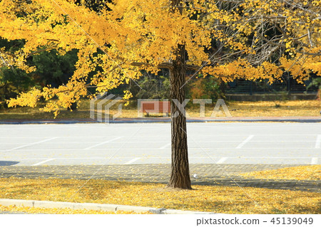 秋天，庭院，公園，葉子，秋天風景，pheonis 45139049