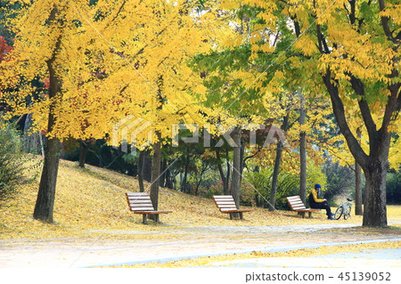 秋天，庭院，公園，葉子，秋天風景，pheonis 45139052