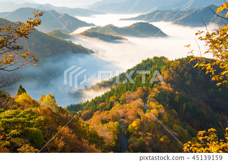 秋葉清晨 秋葉清晨 45139159