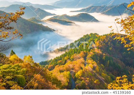 Autumn leaves early morning Autumn leaves early morning 45139160