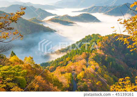 Autumn leaves early morning Autumn leaves early morning 45139161