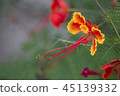flower 45139332
