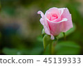 rose 45139333