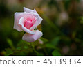 rose 45139334
