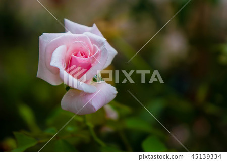 rose 45139334
