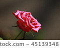 rose 45139348