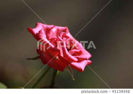 rose rose 45139348