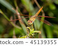dragonfly 45139355