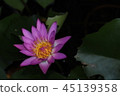 lotus 45139358