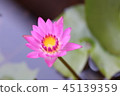 lotus 45139359