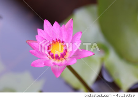 lotus 45139359