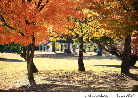 Autumn, garden, park, foliage, autumn landscape, pheonis Autumn, garden, park, foliage, autumn landscape, pheonis 45139854