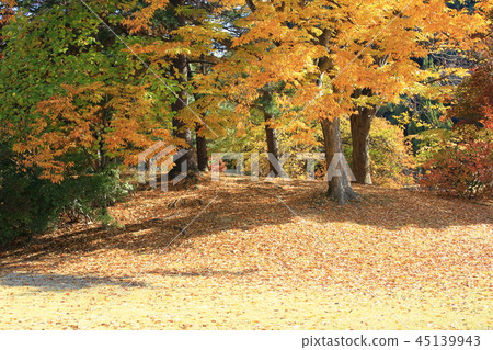 Autumn, garden, park, foliage, autumn landscape, pheonis Autumn, garden, park, foliage, autumn landscape, pheonis 45139943