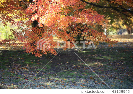 Autumn, garden, park, foliage, autumn landscape, pheonis Autumn, garden, park, foliage, autumn landscape, pheonis 45139945
