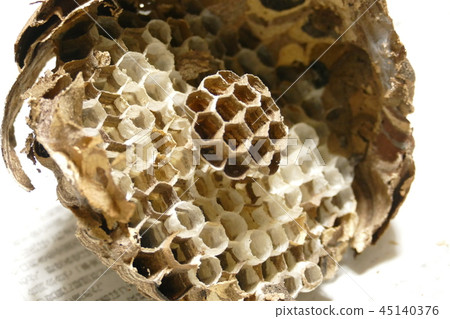 Wasp of the hornet Wasp of the hornet 45140376