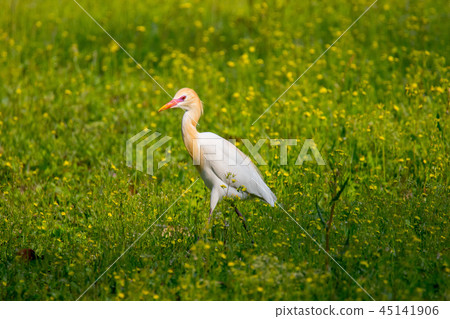 黃頭鷺 黃頭鷺 45141906