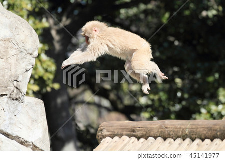 日本獼猴 45141977