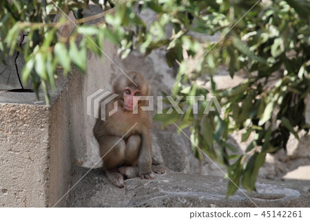 Japanese macaques Japanese macaques 45142261