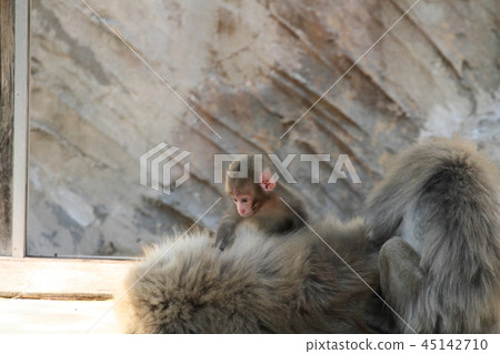 Japanese macaques 45142710