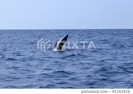 座頭鯨 座頭鯨 45142928