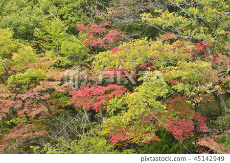 [長野縣長木曾町]卡索曾谷的秋葉 45142949
