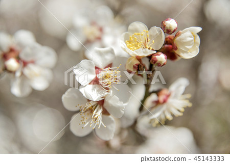 Plum blossom Plum blossom 45143333