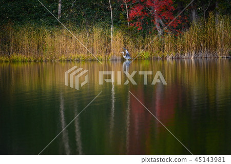 Autumn leaves Shiga Kogen Kido pond Nagano Autumn leaves Shiga Kogen Kido pond Nagano 45143981