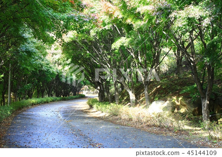 秋天，花園，公園，秋季景觀，獨立大廳 45144109